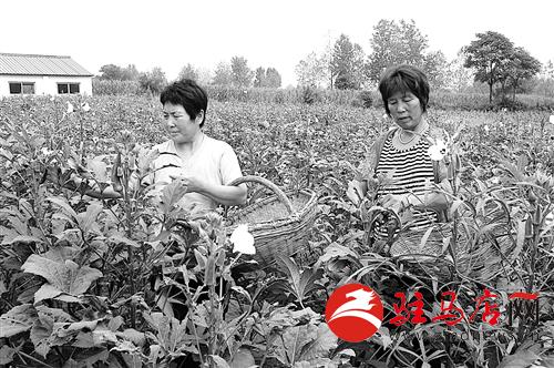 guols1408470.jpg