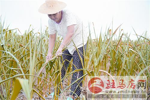 luf1407349.jpg