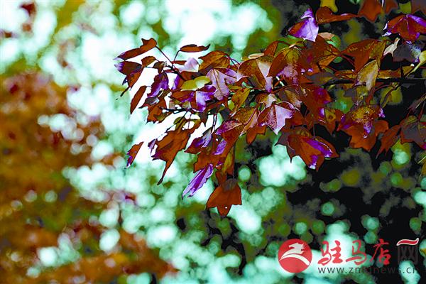 zhaol161016.jpg