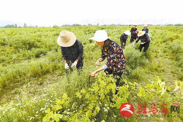 guols1706129.jpg