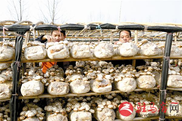 guols190128.jpg