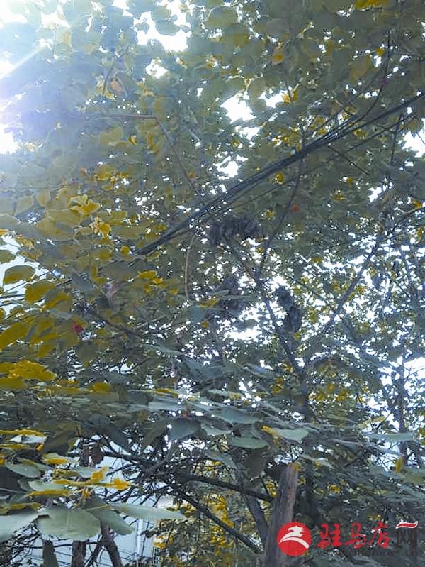 wangk150795.jpg