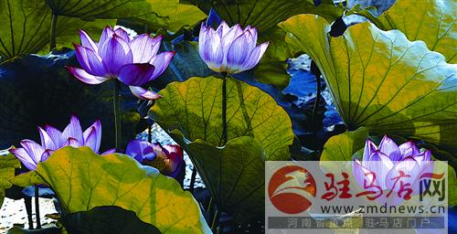 jiaoyp140738.jpg