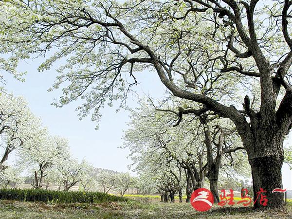 guols1903362.jpg