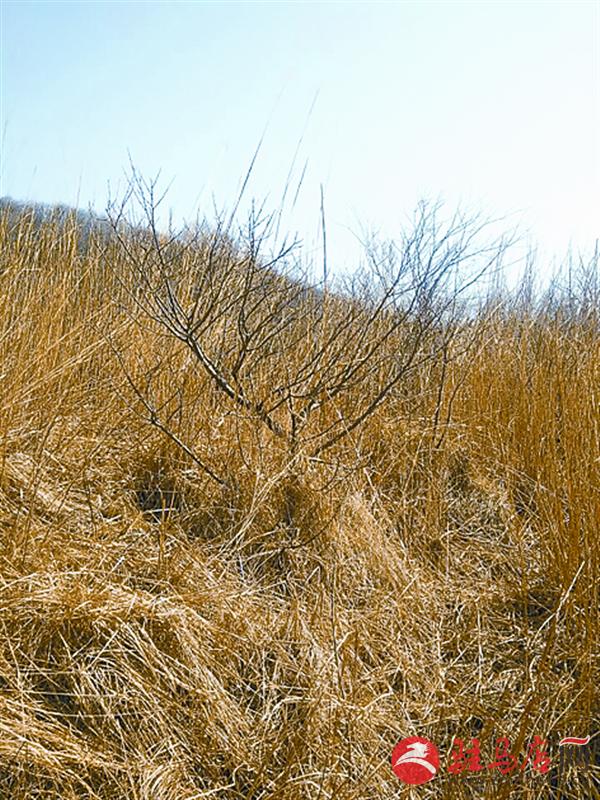 reny160386.jpg