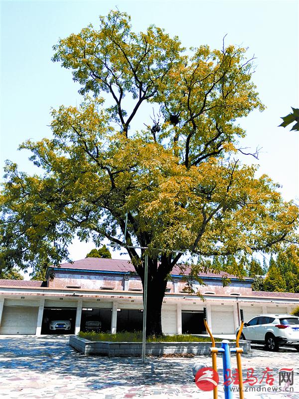 reny170818.jpg