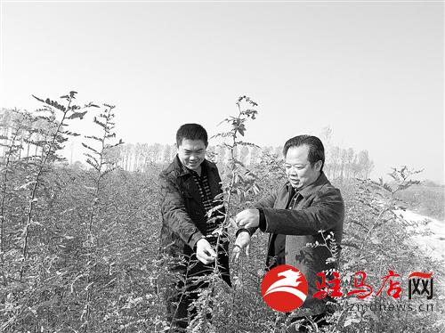zhangz1411195.jpg
