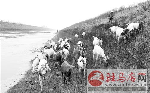 guols1407727.jpg