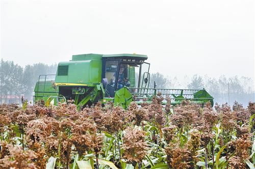 guols1409641.jpg