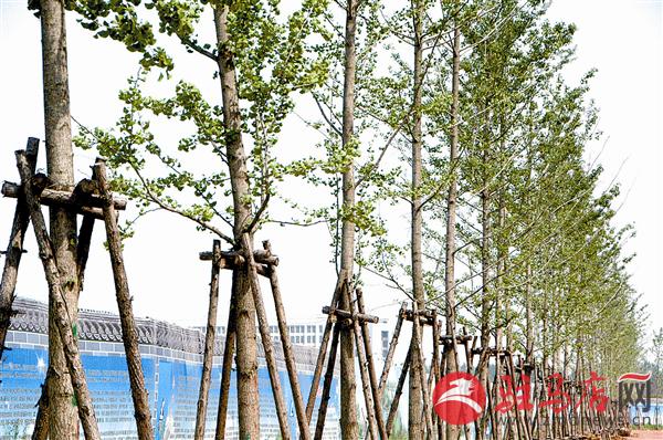 wangc190413.jpg