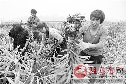 guols1410281.jpg