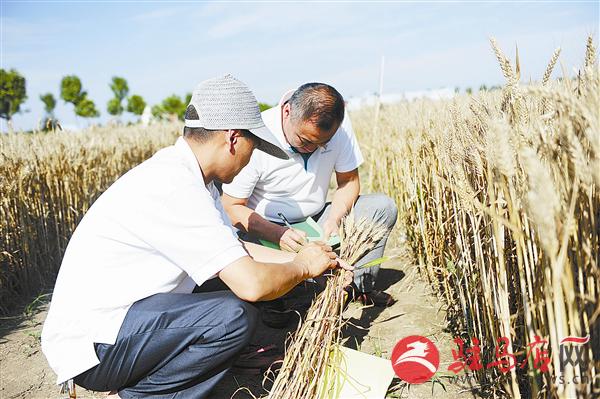 zhangz150660.jpg