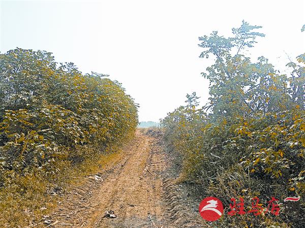 hzh181029.jpg