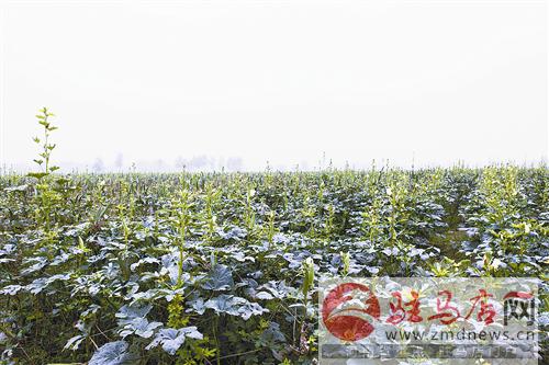 guols1610190.jpg